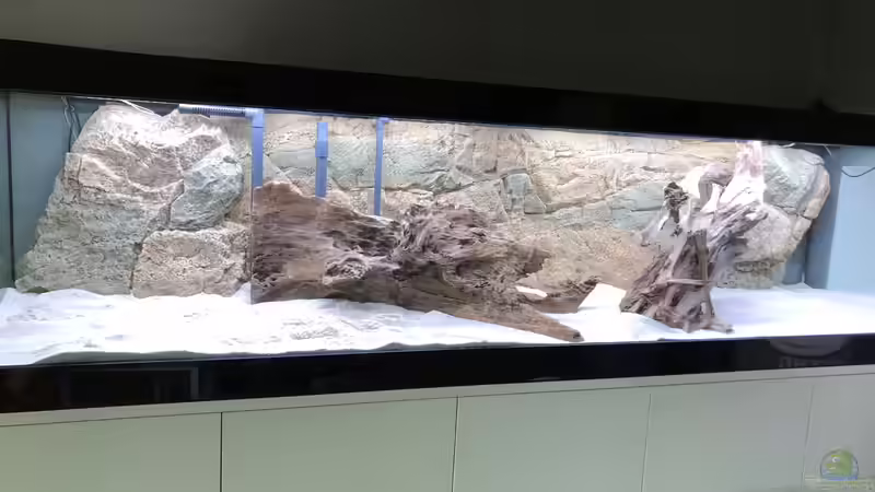 Dekoration im Aquarium Diskus von Hippopotan (19)