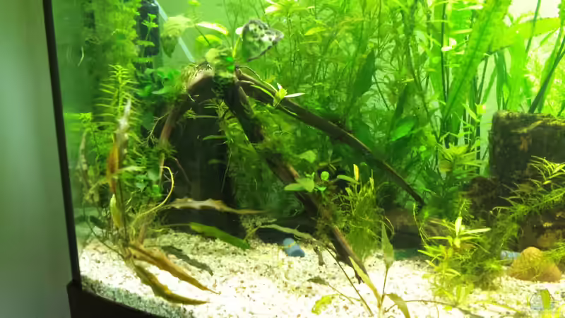 Dekoration im Aquarium Diskus von Martin (9)