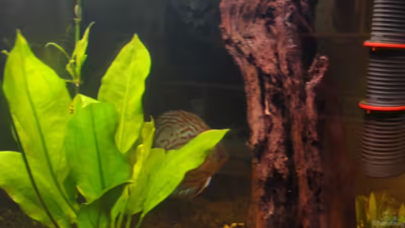 Dekoration im Aquarium Diskus von yellow (8)