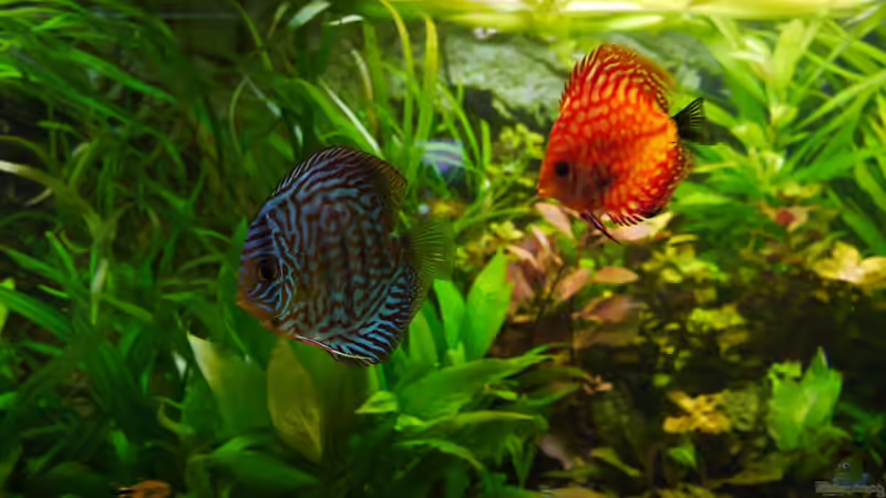 Dekoration im Aquarium Diskusbecken von Mella (11)