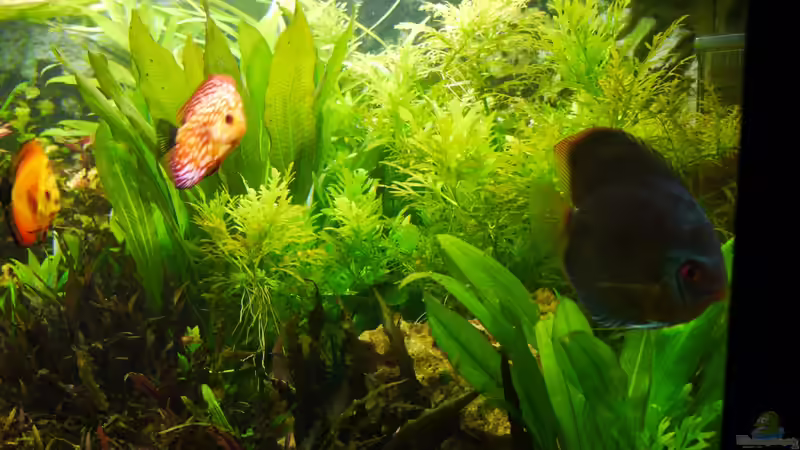 Dekoration im Aquarium Diskusbecken von Mella (12)