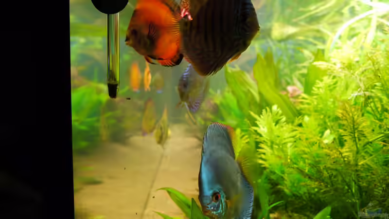 Dekoration im Aquarium Diskusbecken von Mella (13)