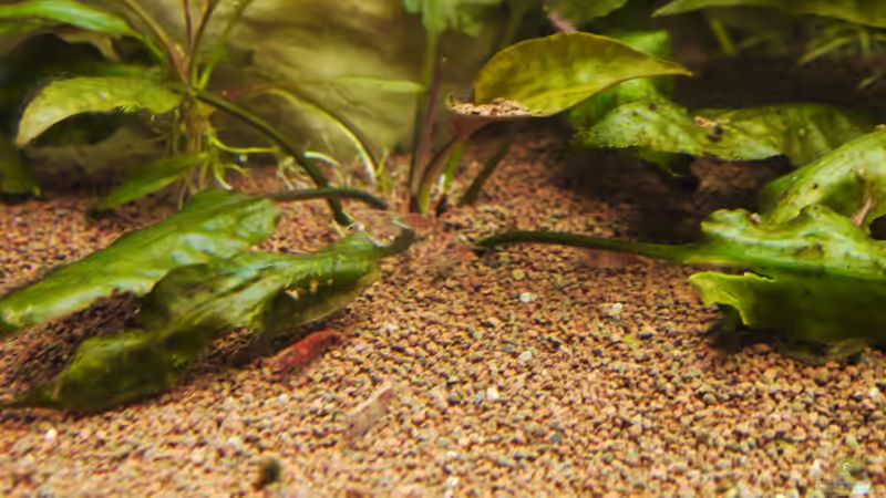 Dekoration im Aquarium Diskusbecken von Mella (14)