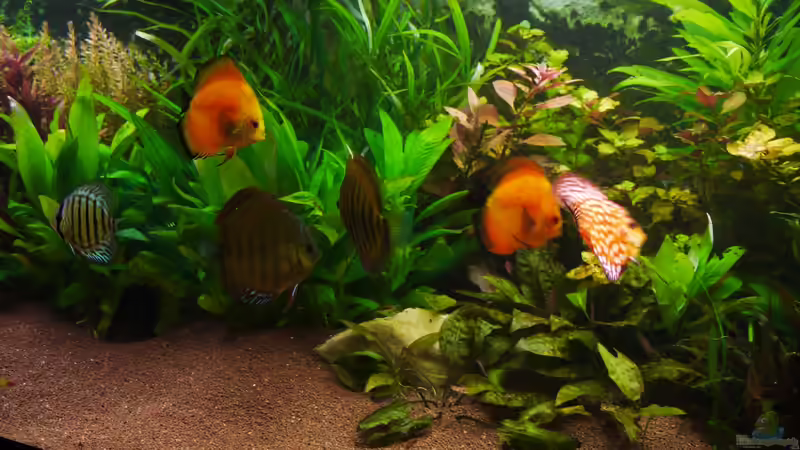 Dekoration im Aquarium Diskusbecken von Mella (15)