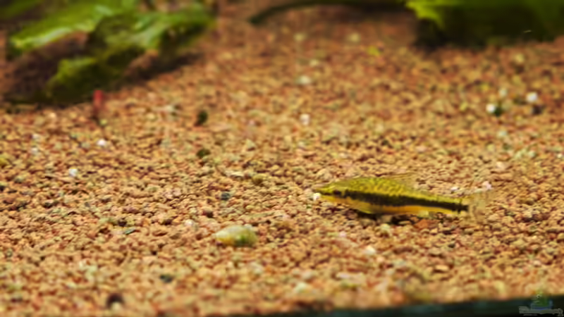 Dekoration im Aquarium Diskusbecken von Mella (16)