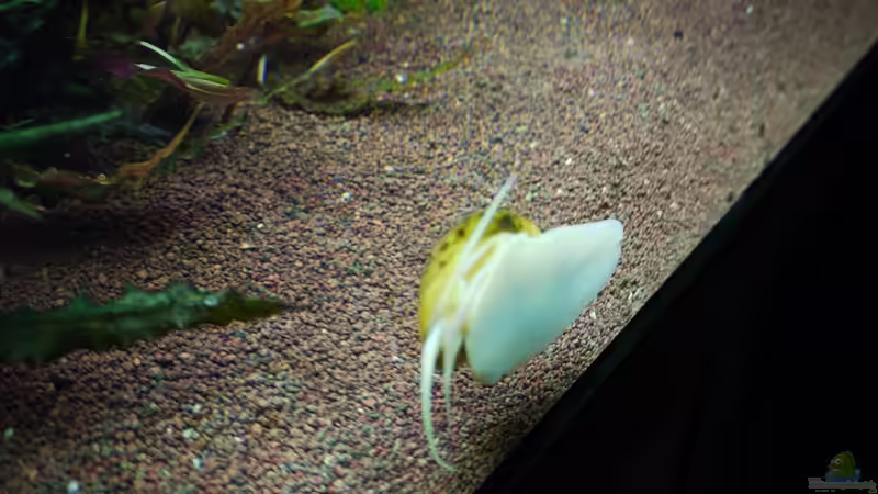 Dekoration im Aquarium Diskusbecken von Mella (18)