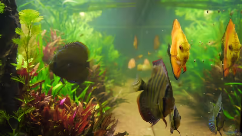 Dekoration im Aquarium Diskusbecken von Mella (9)