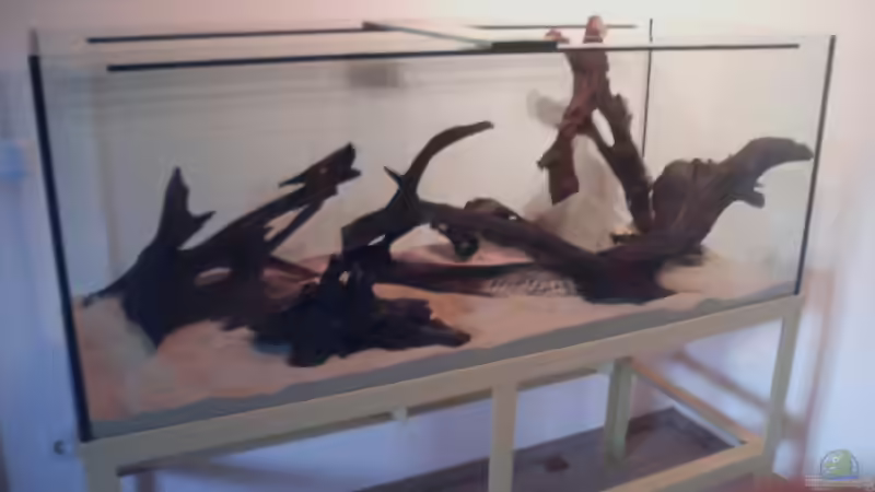 Dekoration im Aquarium Diskusbecken von Stalker (3)