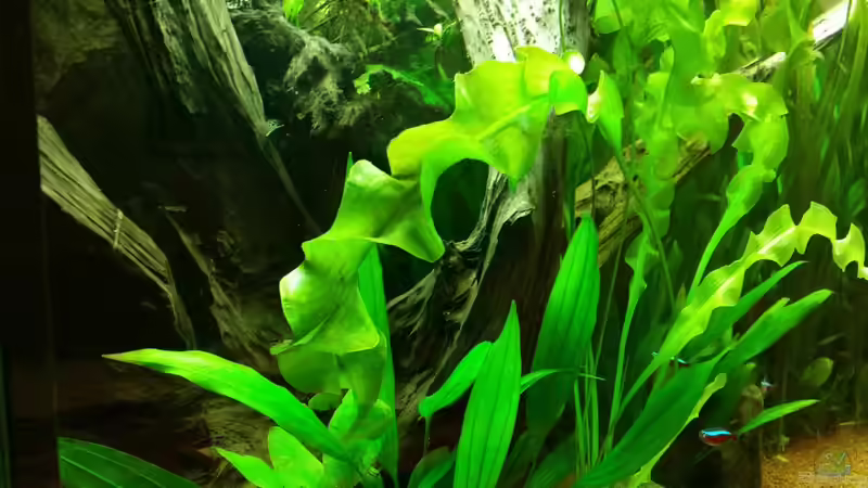 Dekoration im Aquarium Diskustraum von podoma (28)