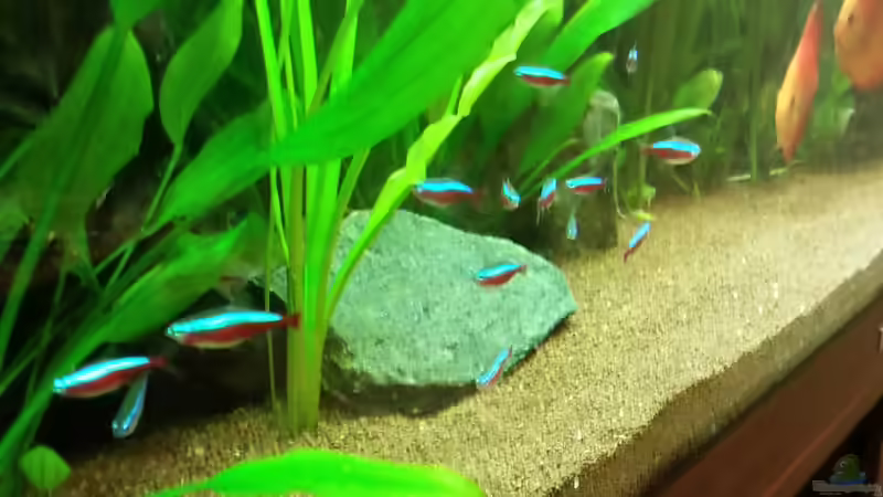 Dekoration im Aquarium Diskustraum von podoma (29)