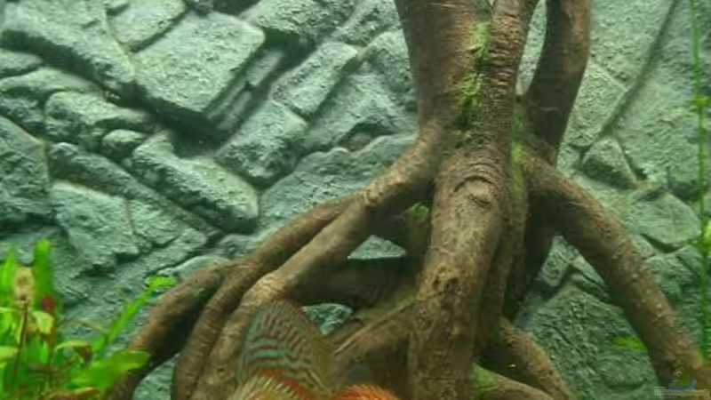 Dekoration im Aquarium DiskusVision von Diego386 (3)