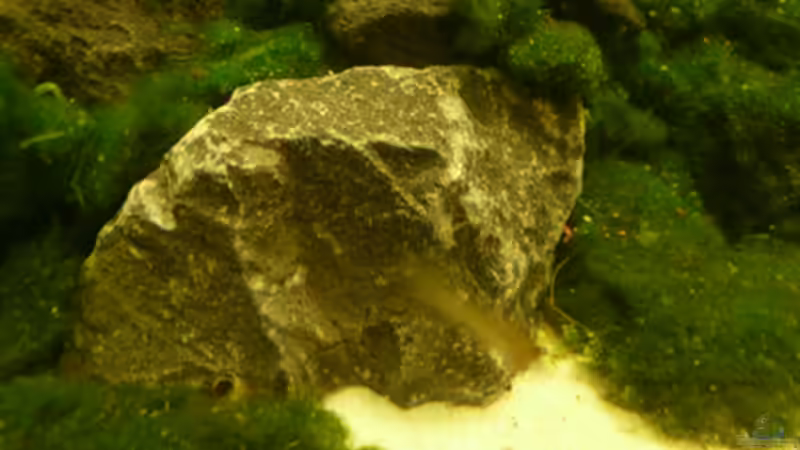 Dekoration im Aquarium DNC von Cichlid Power (9)