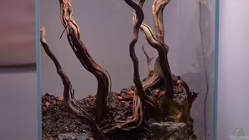 Dekoration im Aquarium DOOA von Junglist (5)