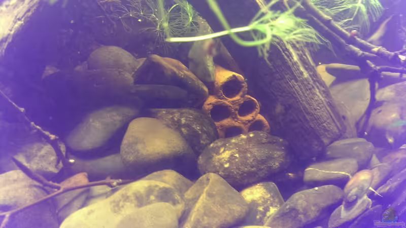 Dekoration im Aquarium Dornaugenbiotop von Niklas125 (12)