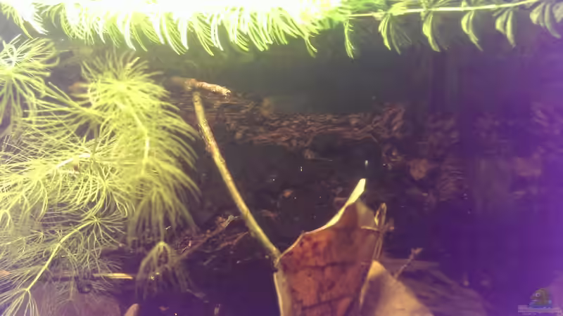 Dekoration im Aquarium Dornaugenbiotop von Niklas125 (13)