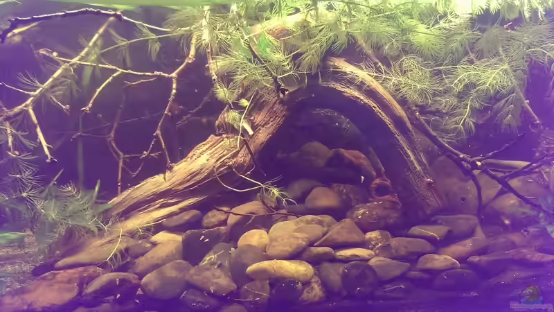 Dekoration im Aquarium Dornaugenbiotop von Niklas125 (14)