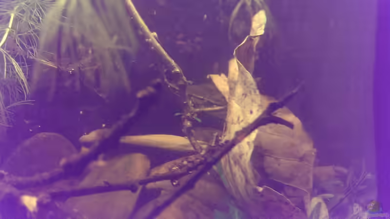 Dekoration im Aquarium Dornaugenbiotop von Niklas125 (15)