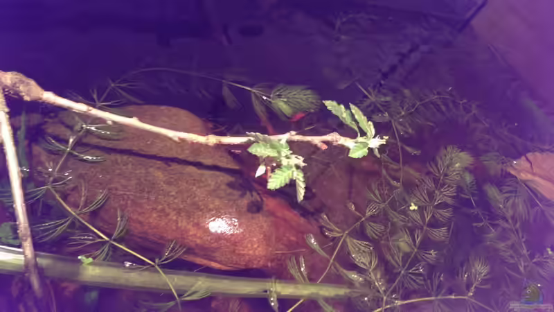 Dekoration im Aquarium Dornaugenbiotop von Niklas125 (20)