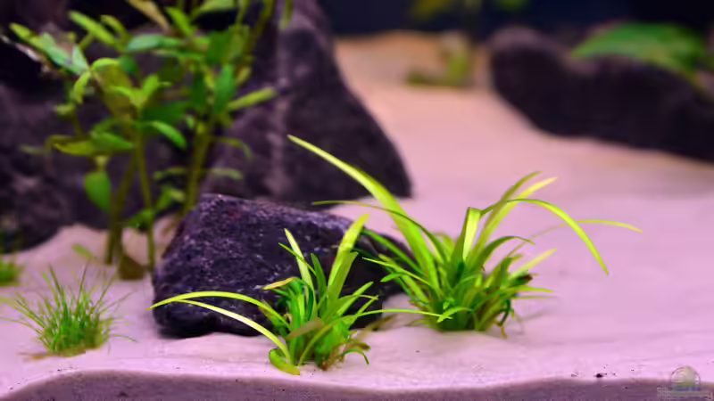 Dekoration im Aquarium Drachental von bigbeef (11)