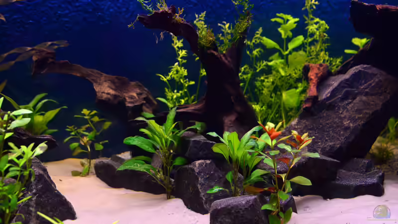 Dekoration im Aquarium Drachental von bigbeef (12)