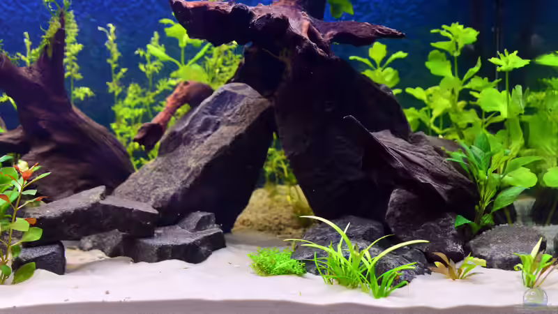 Dekoration im Aquarium Drachental von bigbeef (13)