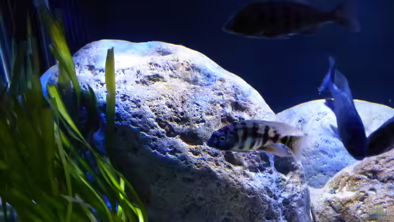 Dekoration im Aquarium Dream of Njassasee von Okrim (11)