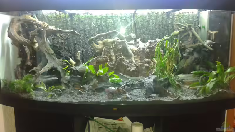 Dekoration im Aquarium Dream von Krüml (16)