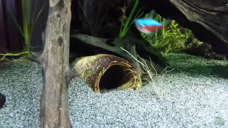 Dekoration im Aquarium Dream von Krüml (17)