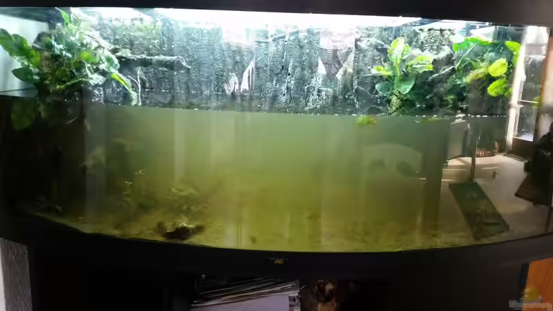 Dekoration im Aquarium Dream von Krüml (18)