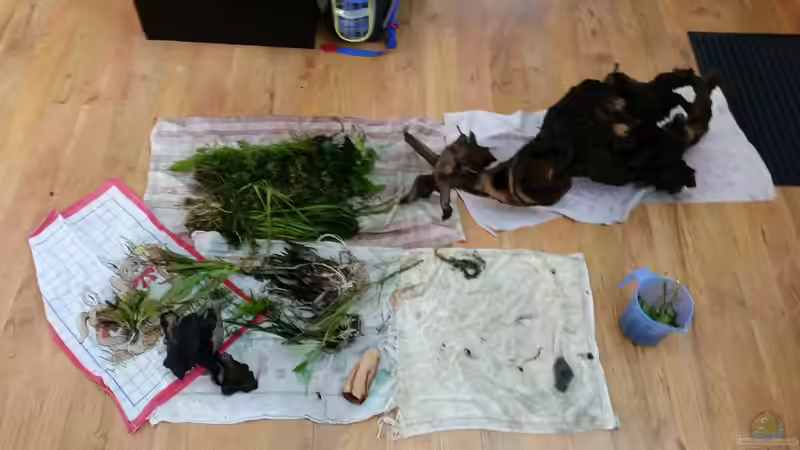 Dekoration im Aquarium Dream von Krüml (20)