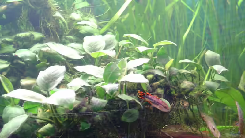 Dekoration im Aquarium Dschungel von Die Juli (31)
