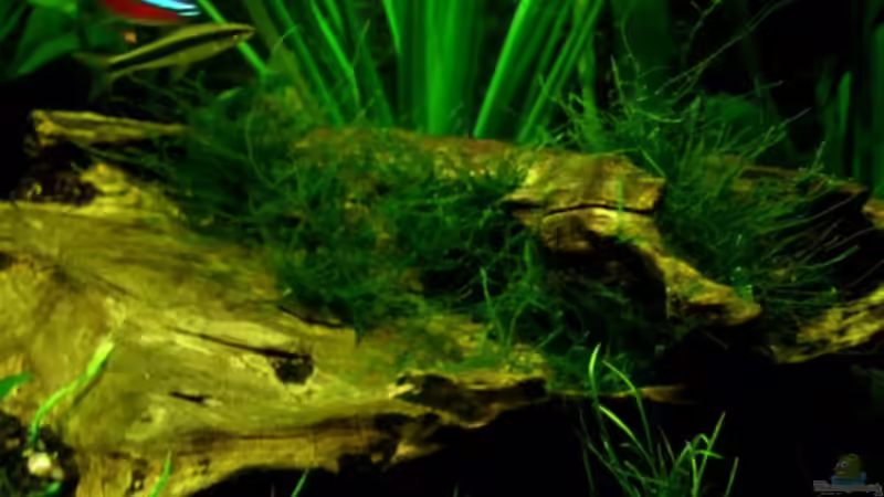 Dekoration im Aquarium Dschungelcamp - Nur noch als Beispiel von Julien Preuß (3)