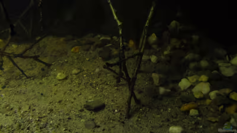 Dekoration im Aquarium Dunkles Amazonasdikicht von ManiacXL (12)