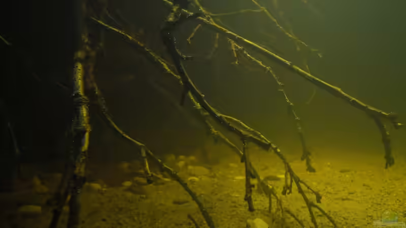 Dekoration im Aquarium Dunkles Amazonasdikicht von ManiacXL (13)