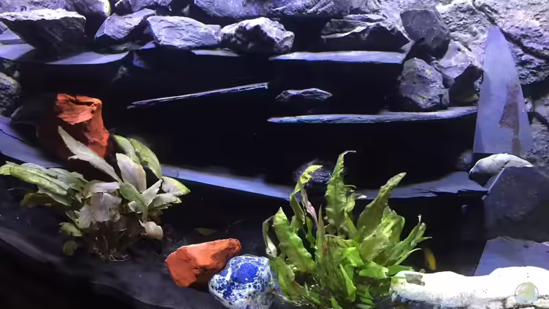 Dekoration im Aquarium Dunkles Malawi von Saikon (6)