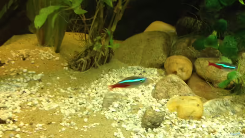 Dekoration im Aquarium East meets west (aufgelöst) von der Steirer (47)