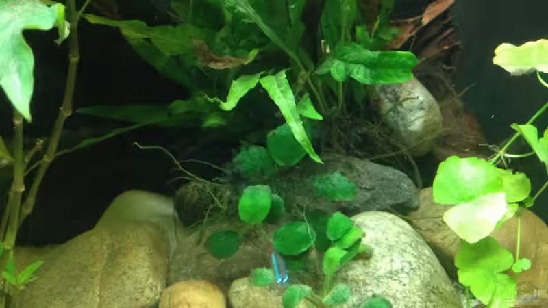 Dekoration im Aquarium East meets west (aufgelöst) von der Steirer (48)