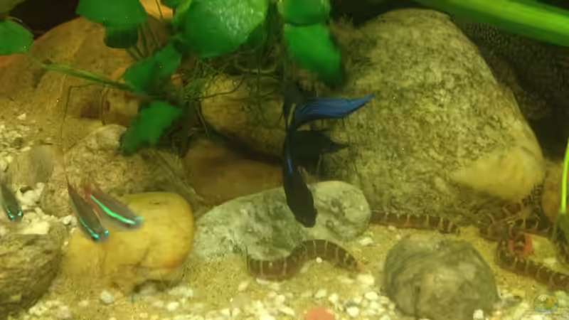 Dekoration im Aquarium East meets west (aufgelöst) von der Steirer (49)