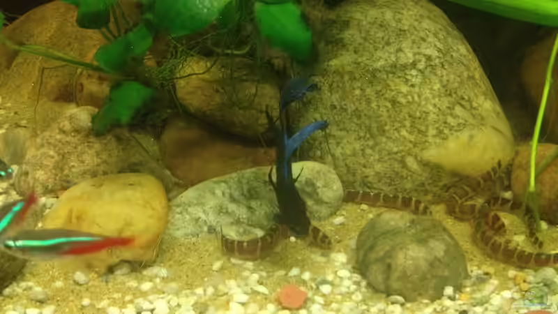 Dekoration im Aquarium East meets west (aufgelöst) von der Steirer (50)