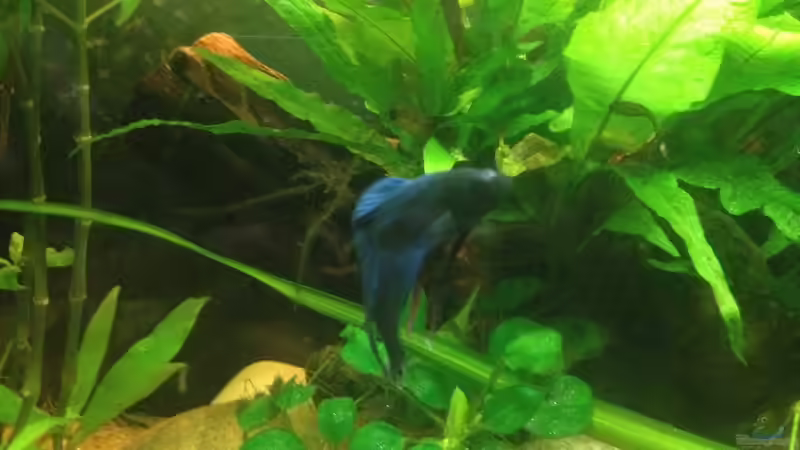 Dekoration im Aquarium East meets west (aufgelöst) von der Steirer (51)