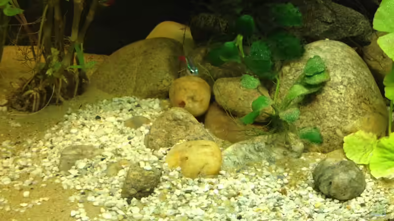 Dekoration im Aquarium East meets west (aufgelöst) von der Steirer (52)