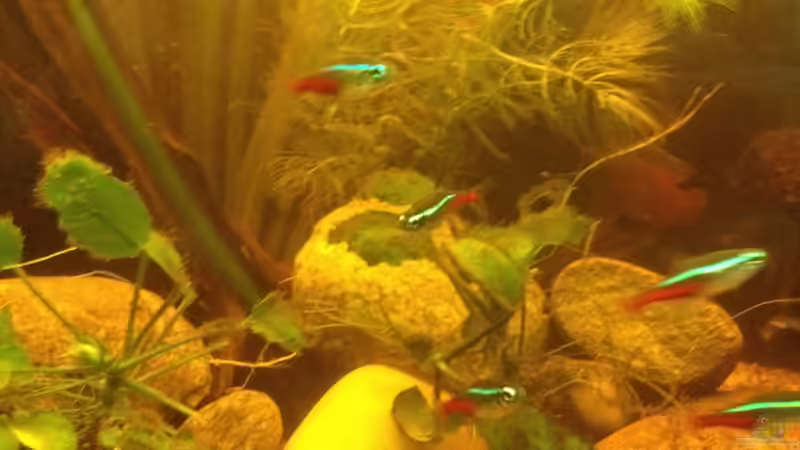 Dekoration im Aquarium East meets west (aufgelöst) von der Steirer (53)