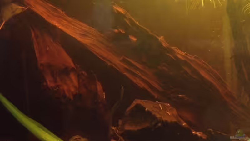 Dekoration im Aquarium East meets west (aufgelöst) von der Steirer (54)