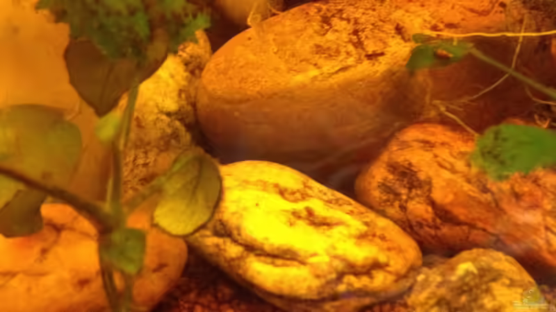 Dekoration im Aquarium East meets west (aufgelöst) von der Steirer (56)