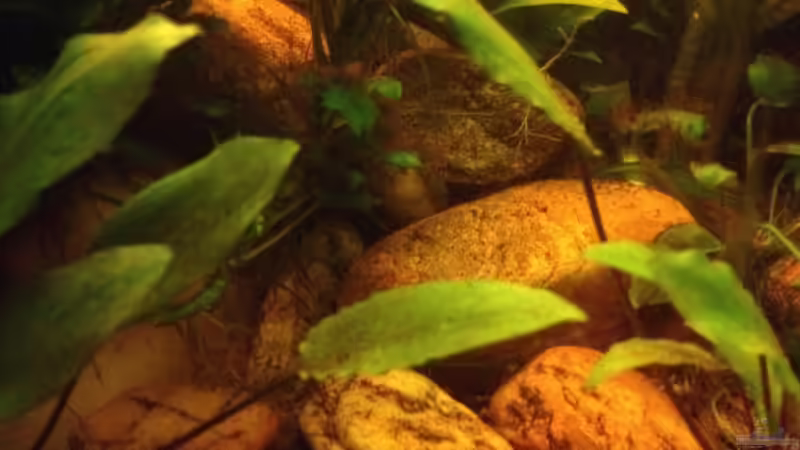 Dekoration im Aquarium East meets west (aufgelöst) von der Steirer (57)