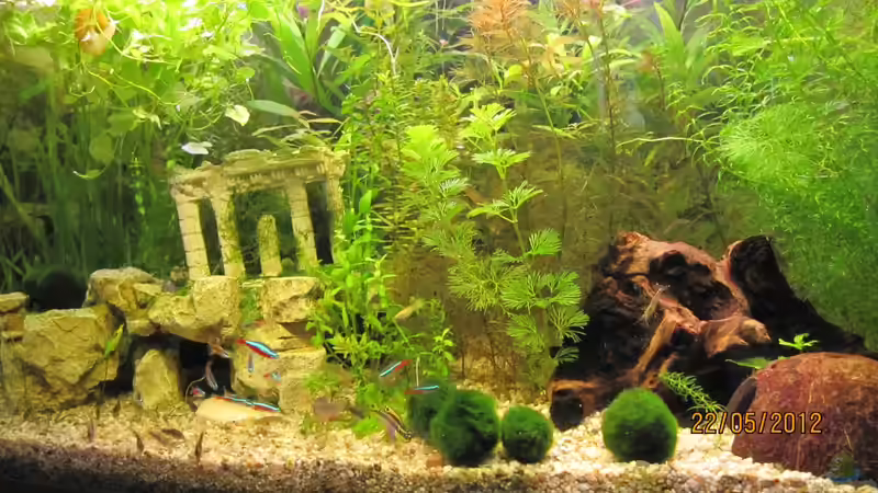 Dekoration im Aquarium Eck-Aquarium von Wasserfloh*1 (3)