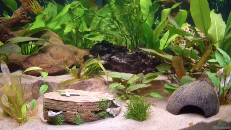 Dekoration im Aquarium Eckaquarium von Andre Schreiter (12)