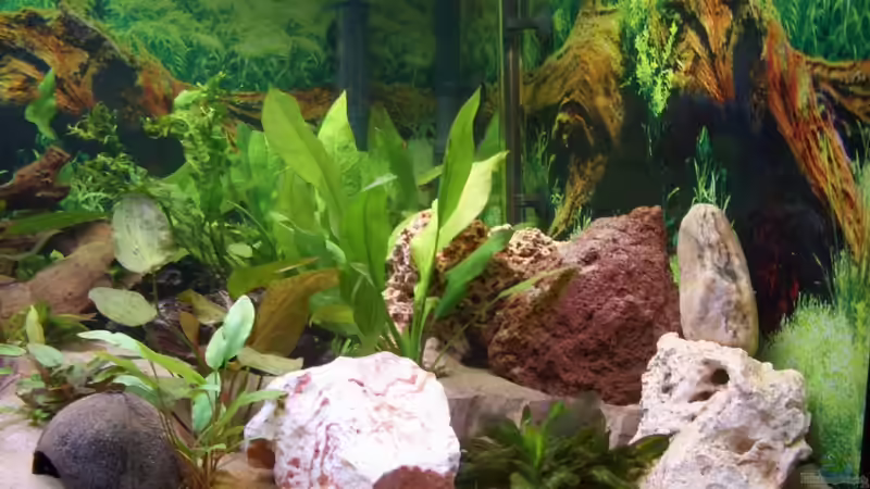 Dekoration im Aquarium Eckaquarium von Andre Schreiter (13)