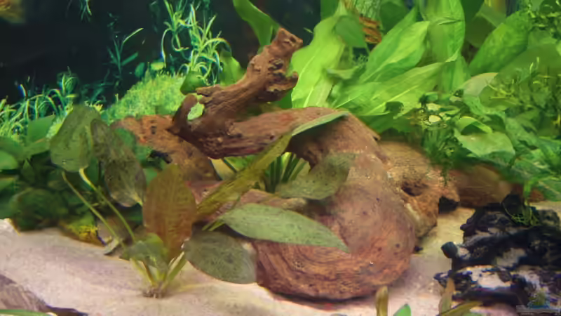 Dekoration im Aquarium Eckaquarium von Andre Schreiter (14)