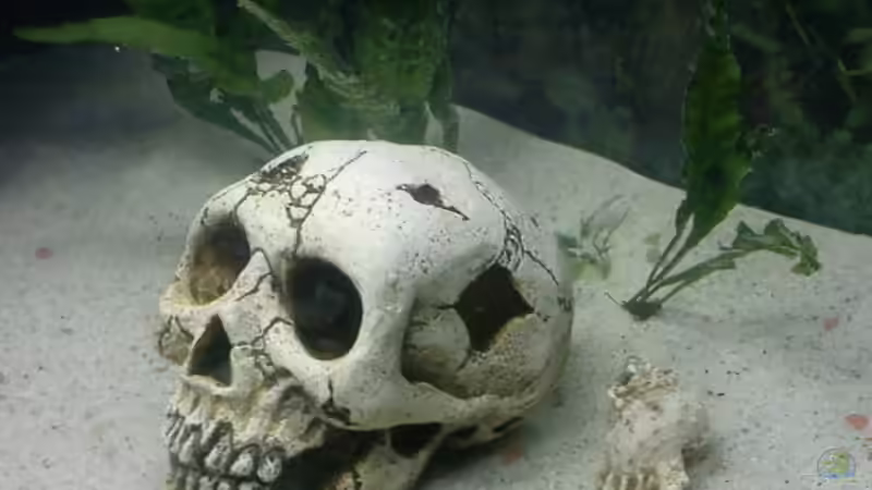 Dekoration im Aquarium eckaquarium von dobi66 (4)